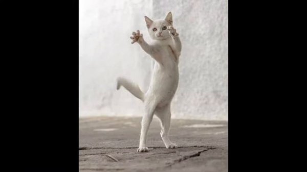 Dancing cats - Танцующие коты.
