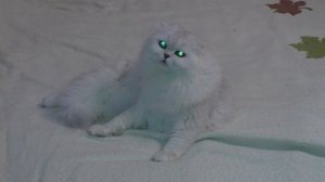 Говорящая кошка   говорит, что хочет кота