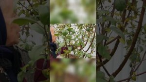 Обрезка плодовых деревьев_ секреты урожая! (1)