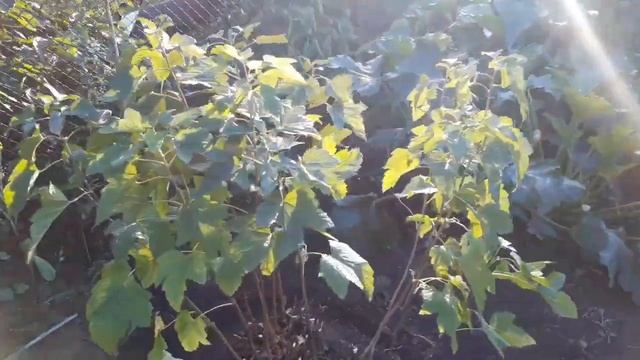 Интрига для наших зрителей. Алекс решил расслабиться, а я не хочу уезжать с дачи смотреть онлайн