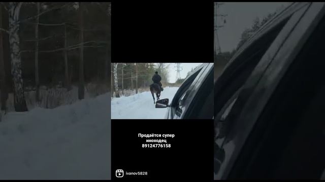 Продажа супер иноходец 89124776158 смотреть онлайн