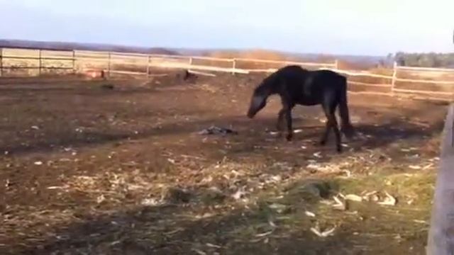 Конь и тряпочка :-). смотреть онлайн
