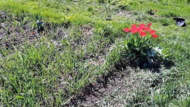 Чеснок в пырее, лук, Плоскорезом косой смотреть онлайн