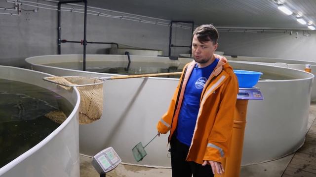 ТИЛЯПИЯ - Часть 3. Рост мальков за 2,5 месяца. смотреть онлайн