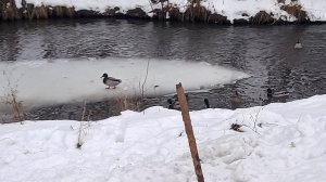Утки в декабре, плавают зимой!