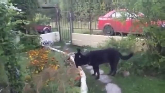 Необычная дружба между кошкой и собакой смотреть онлайн