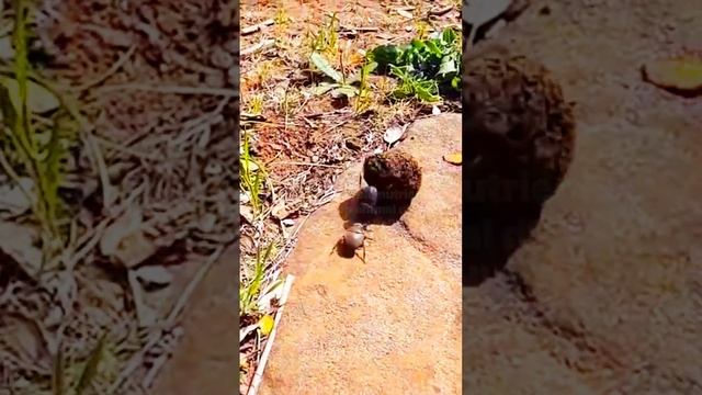 10 interesting facts about dung beetles смотреть онлайн