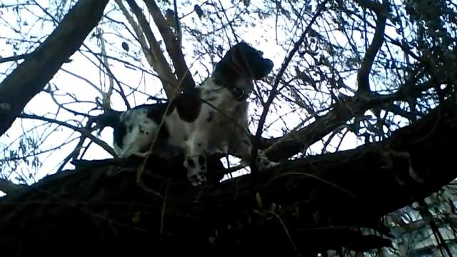 Русский спаниель залез на дерево!!!Класс смотреть онлайн