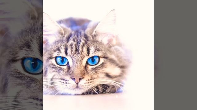 кошки не похожи на людей Жанна Агазура быстрая песня смотреть онлайн