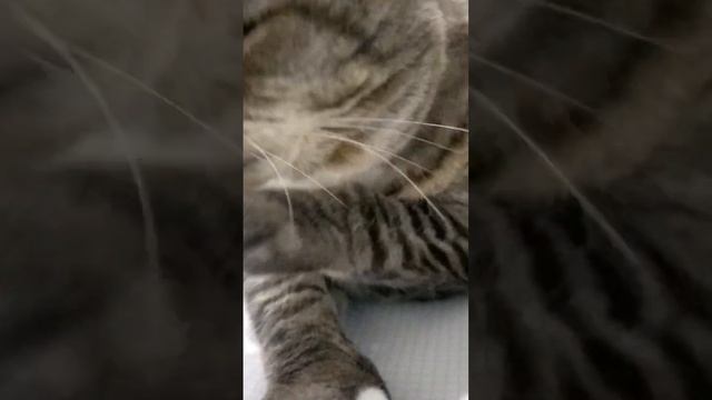 Мой кот, мой самый лучший кот! Кот с душой человека.Люблю тебя вечно💓 #10лет #cat смотреть онлайн