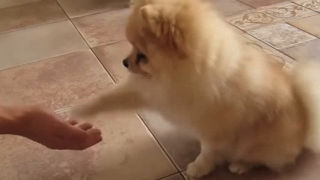 Всё о породе померанский шпиц / Funny lucky dog) смотреть онлайн