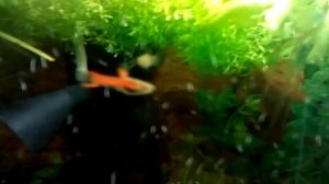 Мой аквариум гуппи эндлера