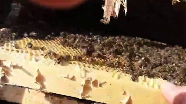первый осмотр пчёл весной, помощь слабым семьям весной смотреть онлайн