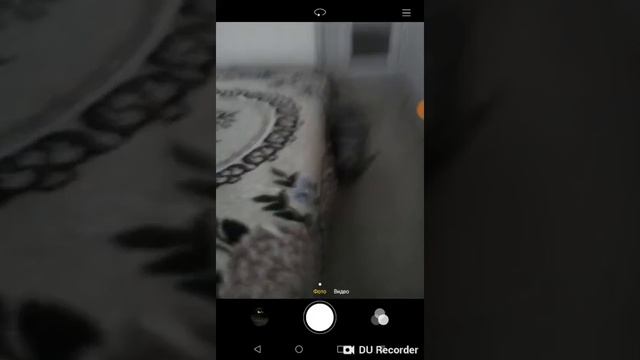 показываю моё домашнее животное