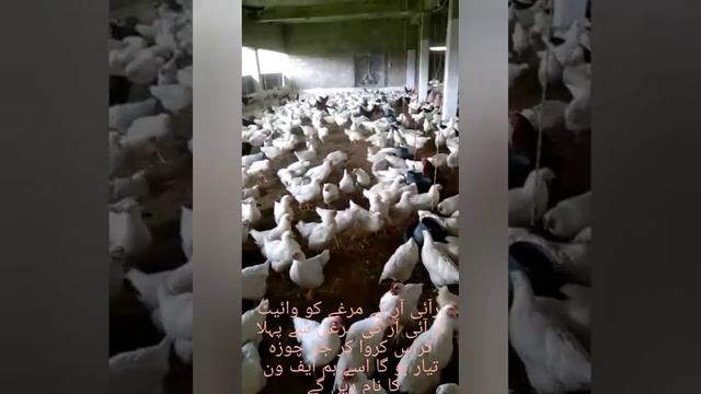 Lohmann brown hens breeders video 0318 5446515 смотреть онлайн