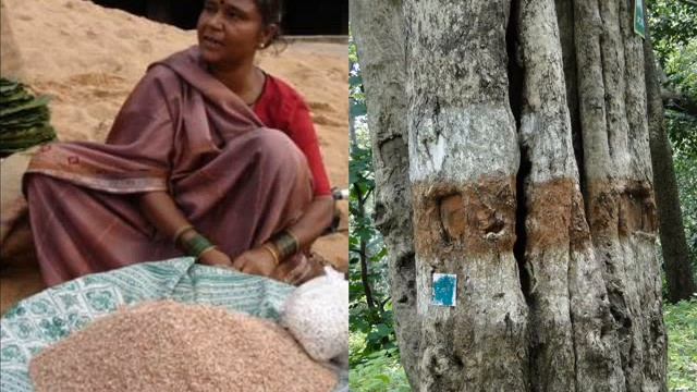 Medicinal Rice P5 Based Formulations For Lantana Poisoning: Pankaj Oudhia's Medicinal Plant Databas