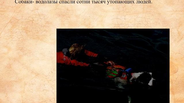 День собак смотреть онлайн