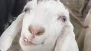 Искушения делают меня сильнее