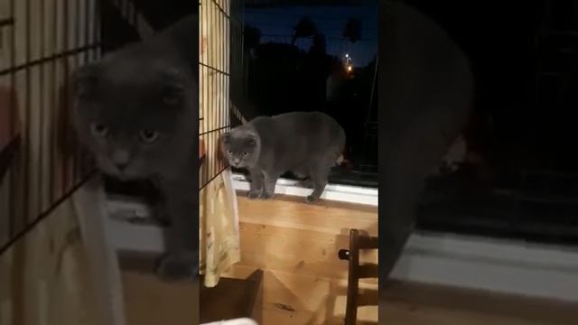Серый смотреть онлайн