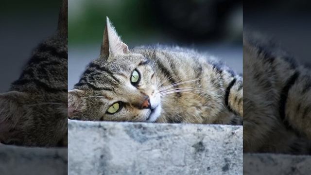 кот дорогу перешёл там где нам прохода нет. песня Наталия Лансере . смотреть онлайн