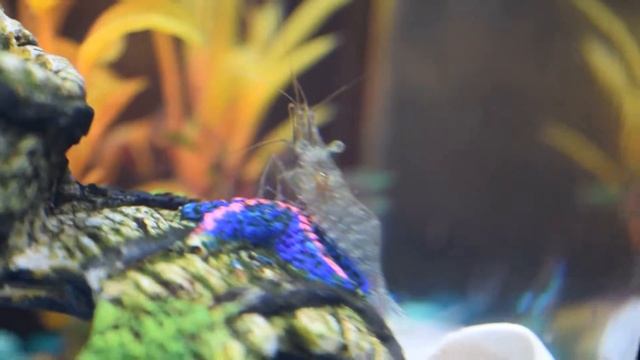 Shrimp from Pet smart смотреть онлайн