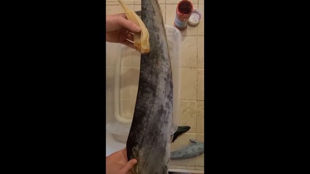 Exploring How Well Baleen Works for Great Whales смотреть онлайн