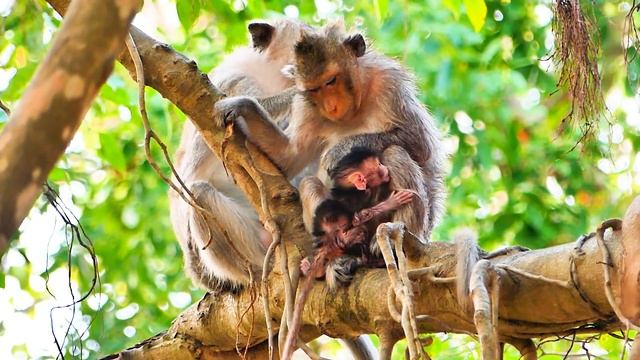 Young mother ALIKA forgets to grab the cute tiny baby monkey Lily. смотреть онлайн