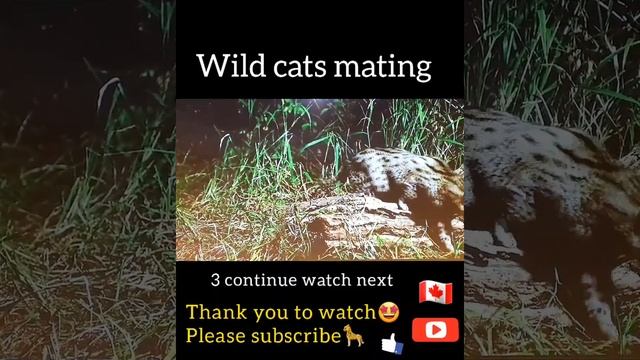 Wild cats mating. смотреть онлайн