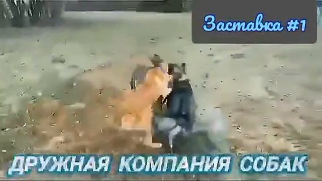 ЗАСТАВКА #1 к сериалу "Дружная компания собак" смотреть онлайн