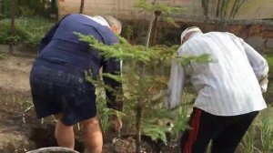 Посадка хвойных за 2 минуты видео. Пошаговая инструкция