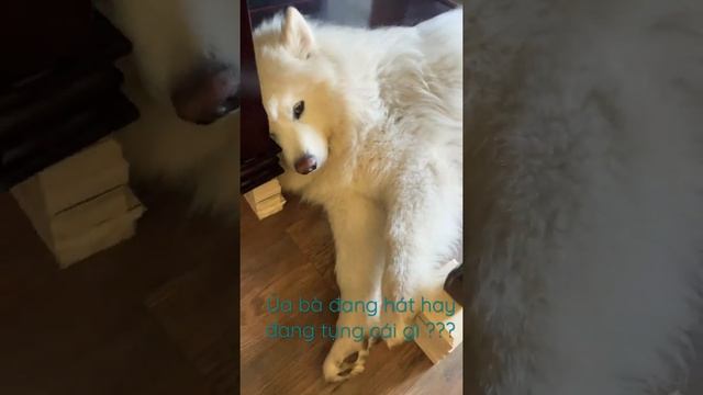 Samoyed nghe nhạc смотреть онлайн