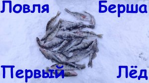 Ловля берша по первому льду. Гигантский судак утащил поставуху.