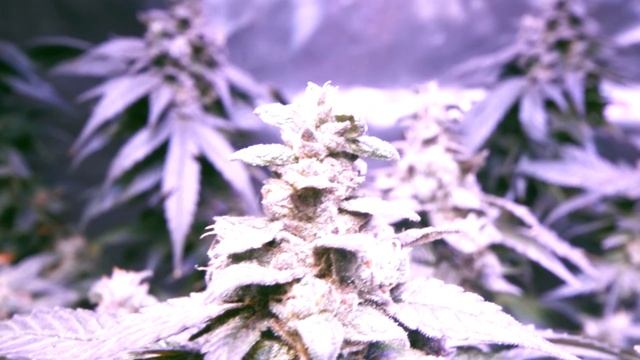 DAY 48 OF FLOWER ( FLORAKLEEN+H2O ) NO MORE ADDITIVES смотреть онлайн