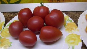 МОИ ЛЮБИМЫЕ ТОМАТНЫЕ ГНОМЫ. Дегустация 26 сортов в одном видео.