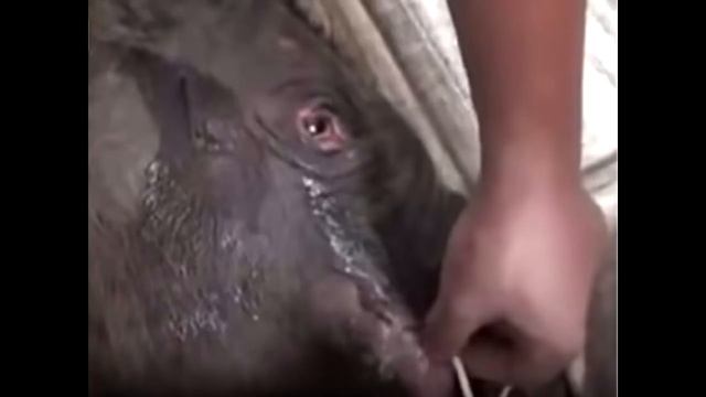 Слоненок не прекращал плакать 5 часов подряд. Узнав причину, ветеринары были в шоке!