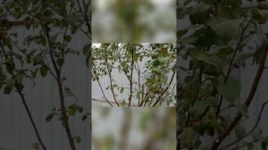 Обрезка деревьев_ хирургия для сада!