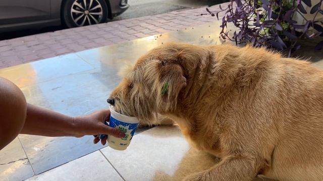 Кормим больную собаку в Турции. Нюра любит турецкий айран смотреть онлайн