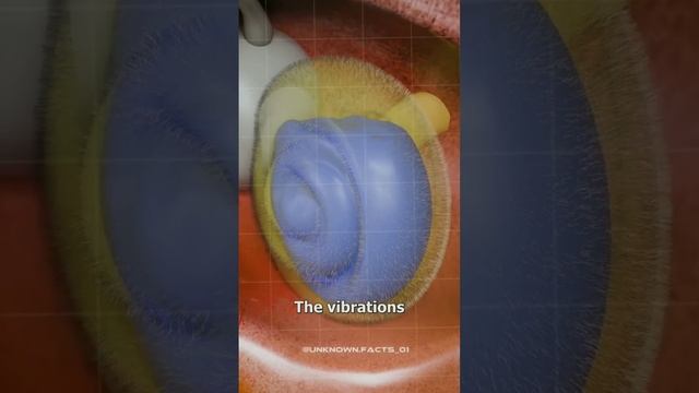 Ear, Function of ear, ear बोन, tympanic membrane, malleus, incus, stapes смотреть онлайн