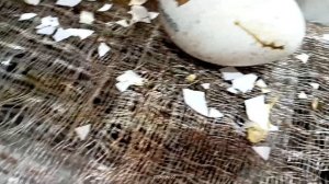 Сделал отличный обогреватель для брудера.