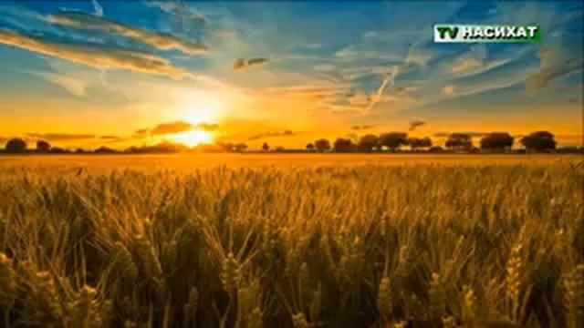 ТВ НАСИХАТ смотреть онлайн