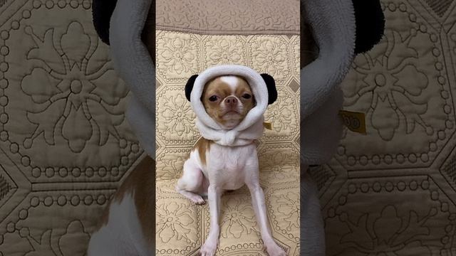 Чихуахуа и шапка смотреть онлайн