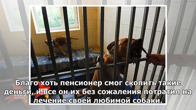 Потратив накопленные за всю жизнь деньги, мужчина спас больную собаку смотреть онлайн