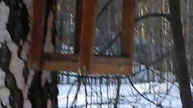 Птицы 2015-12-27 смотреть онлайн