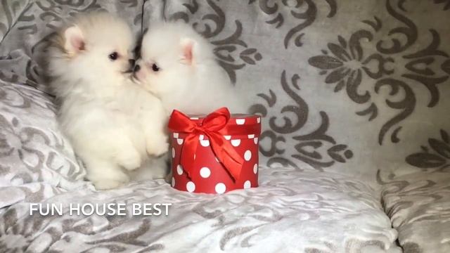 Мини МИШКИ - белый мальчик и кремовая девочка 💝 смотреть онлайн