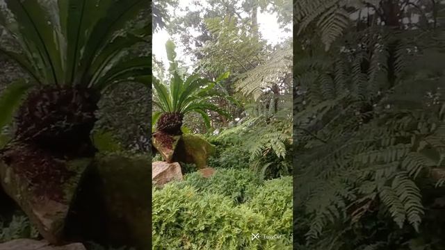 botanic garden / смотреть онлайн