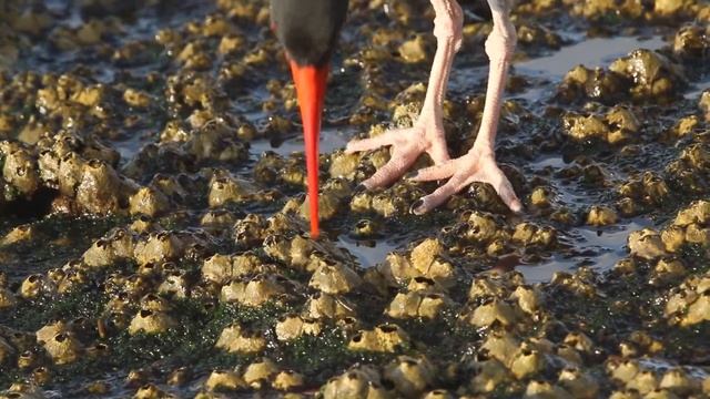 2015 Galapagos Cornell Course смотреть онлайн