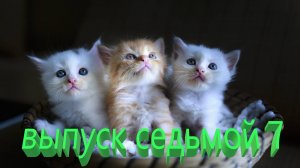 Удивительные животные выпуск седьмой 7