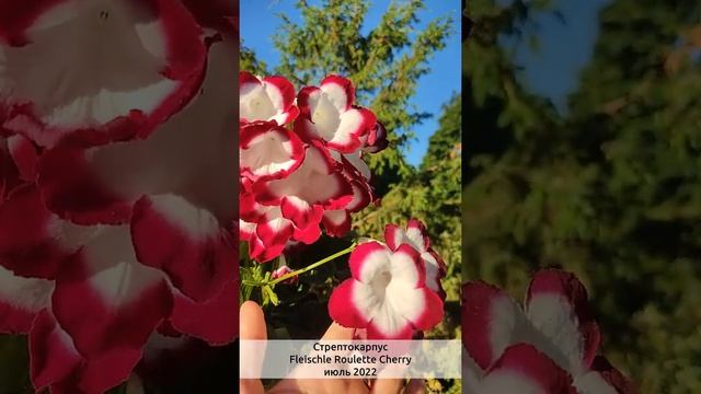 ЦВЕТЕНИЕ стрептокарпуса Fleischle Roulette Cherry В ИЮЛЕ смотреть онлайн