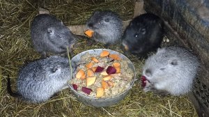 Подробнее о малышах НУТРЯТАХ, молодняке и молодой семье НУТРИЙ. 20.12.24