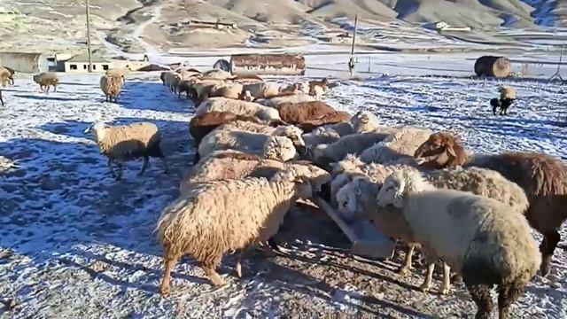Зимней содержания овец смотреть онлайн